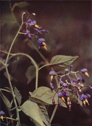 Wild Flowers: Woody Nightshade