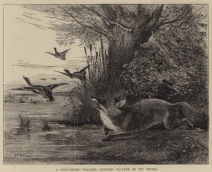 A Four-Legged Poacher, Reynard baulked of his Dinner