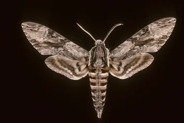 Bedding Sphinx, Male