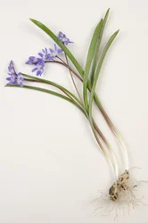 Botanical board, Glory of the Snow