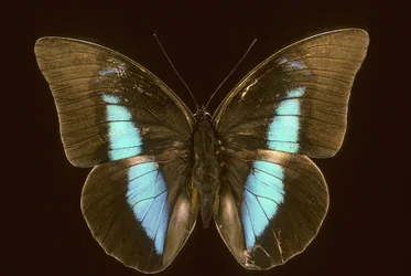 Prepona domophora extincta