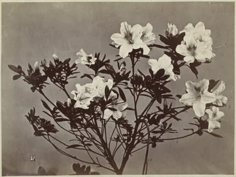Flower Still Life with Lilies