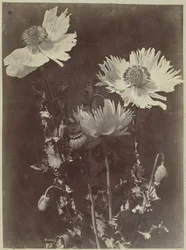 Flower still life with poppies