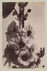 Flower Still Life with Hollyhock
