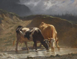Cows at the Watering