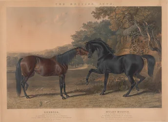The British Stud: Plate 5