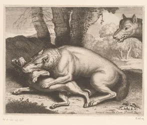 Dog Attacked by a Wolf