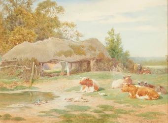 Cattle Resting