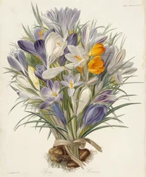 Spring Crocuses, from Transactions of the Horticultural Society, London, vol VII, 1830