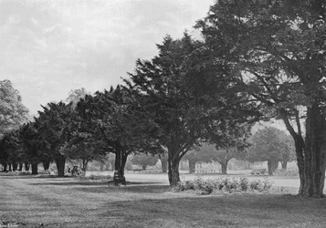 The Yews at Hampton Court Today