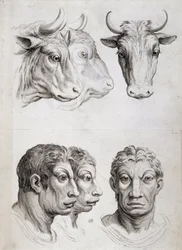 Men/cattle comparison