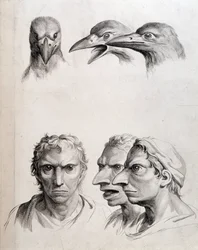 Profiles of Bird and Man-Bird - by Lebrun, in Treats of the Physiognomy of Man Compared to That of Animals