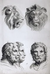 Similarities Between the Head of a Lion and a Man