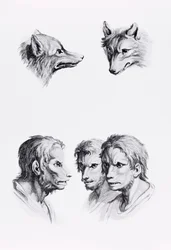 Similarities Between the Head of a Wolf and a Man, from 