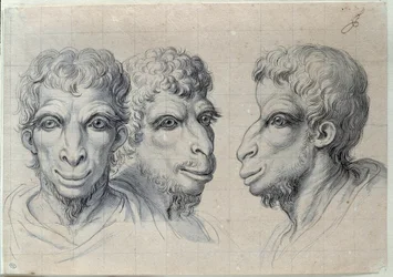 Studies of three heads of men recalling the physiognomy of the camel. Drawing by Charles Le Brun (1619-1690), 17th century. Dimensions: 0.22 x 0.32 m. Paris, Louvre Museum