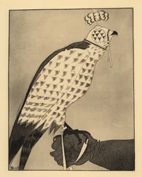 Hunting falcon in hood perched on a falconer’s gauntlet
