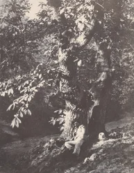 Man Lying at the Foot of a Chestnut Tree, 1850-53