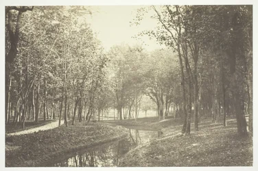 Untitled [Trees near water in the Bois de Boulogne, a park in Paris]