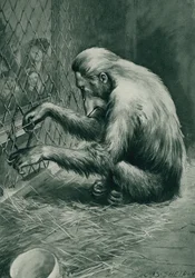Jacob Orangutan Shapes a Piece of Wire into a Tool to Make a Way Out of His Cage