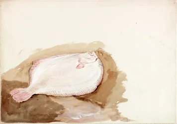 Study of a Flat Fish