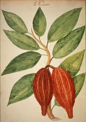 Cocoa