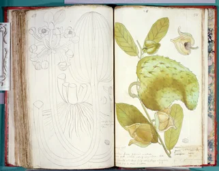 Cardamom, from a Manuscript on Plants of the Antilles and Santo Domingo