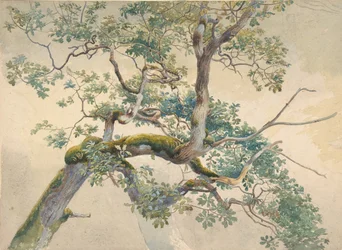 Tree Branches
