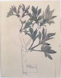 Elder, Walberswick, 1915