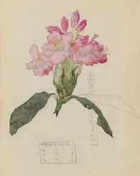Study of a Rhododendron