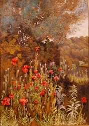 Poppies on a River Bank