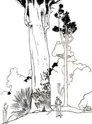 A Kauri Tree