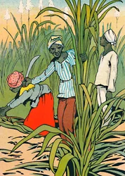 At Work Among The Sugar-Canes, 1912