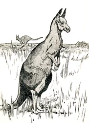 The Kangaroo, 1912