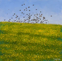 Starlings & Buttercups, Iona, 2015