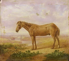 Old Billy, a Draught Horse, Aged 62