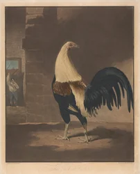 Cock Fighting: The Cock in Feather