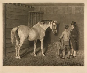 The Wellesley Arabian