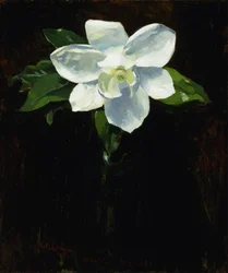 Magnolia, 1895