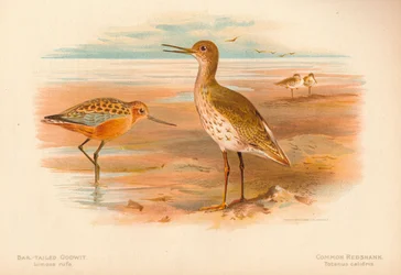 Bar-Tailed Godwit Limosa rufa, Common Redshank Totanus