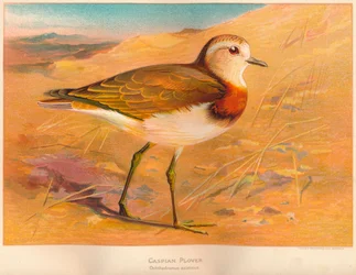 Caspian Plover Ochthodromus Asiaticus