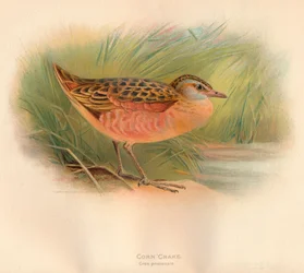 Corn Crake Crex pratensis, 1900