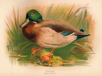Mallard Anas boschas