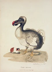 Study of a Dodo and a Guinea-pig