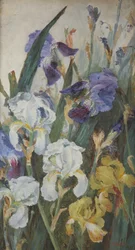 Irises