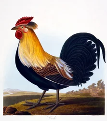 Cock (Phasianus), engraved by Robert Havell, Jr. (1793-1878), 1835