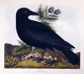 Raven: Great Corbie Crow