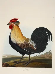 Cock, Phasianus, pub. 1835