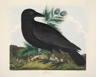 Raven, Corvus Corai