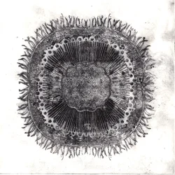 Plant Cells, 2019
