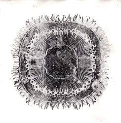 Plant Cells